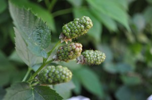 Some blackberries getting ready for some picking