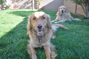 Our Golden and half golden relaxing after chasing a green bouncy ball