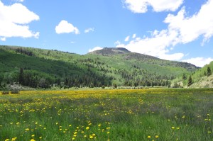 A view from a flower's perspective