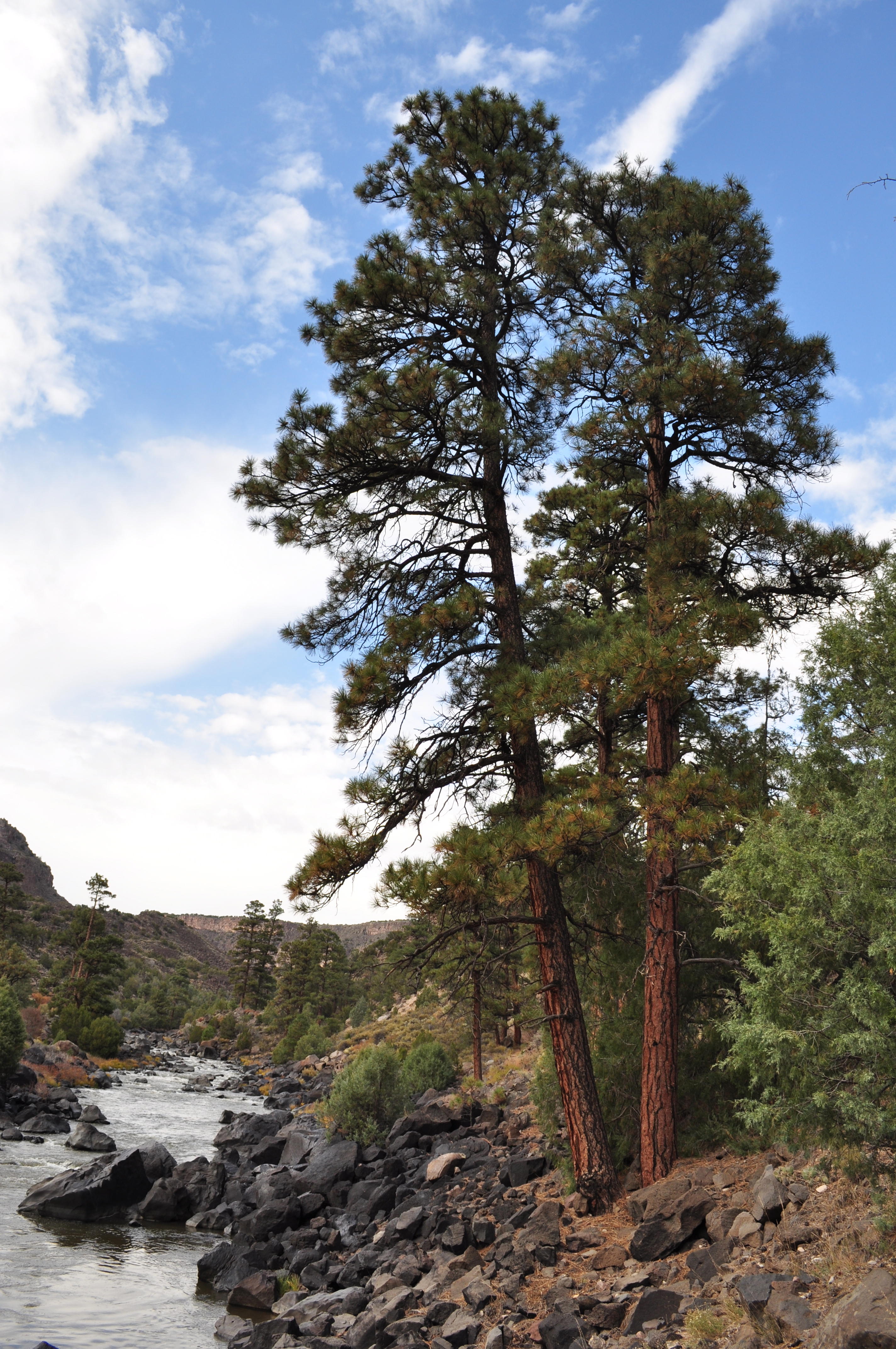 Ponderosa Pines near the edge of the Rio Grande enjoying some sun