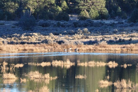 Some random ducks and geese sitting in a tank in unit 5B