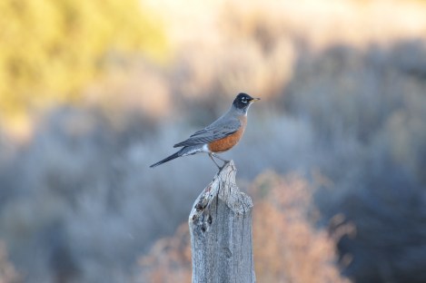 Bird. Won't even pretend I know what this is.