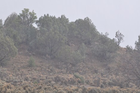 How many deer can you spot? We watched another hunter take this deer right before our eyes. His young son was bouncing up and down happy. Very fun to see.